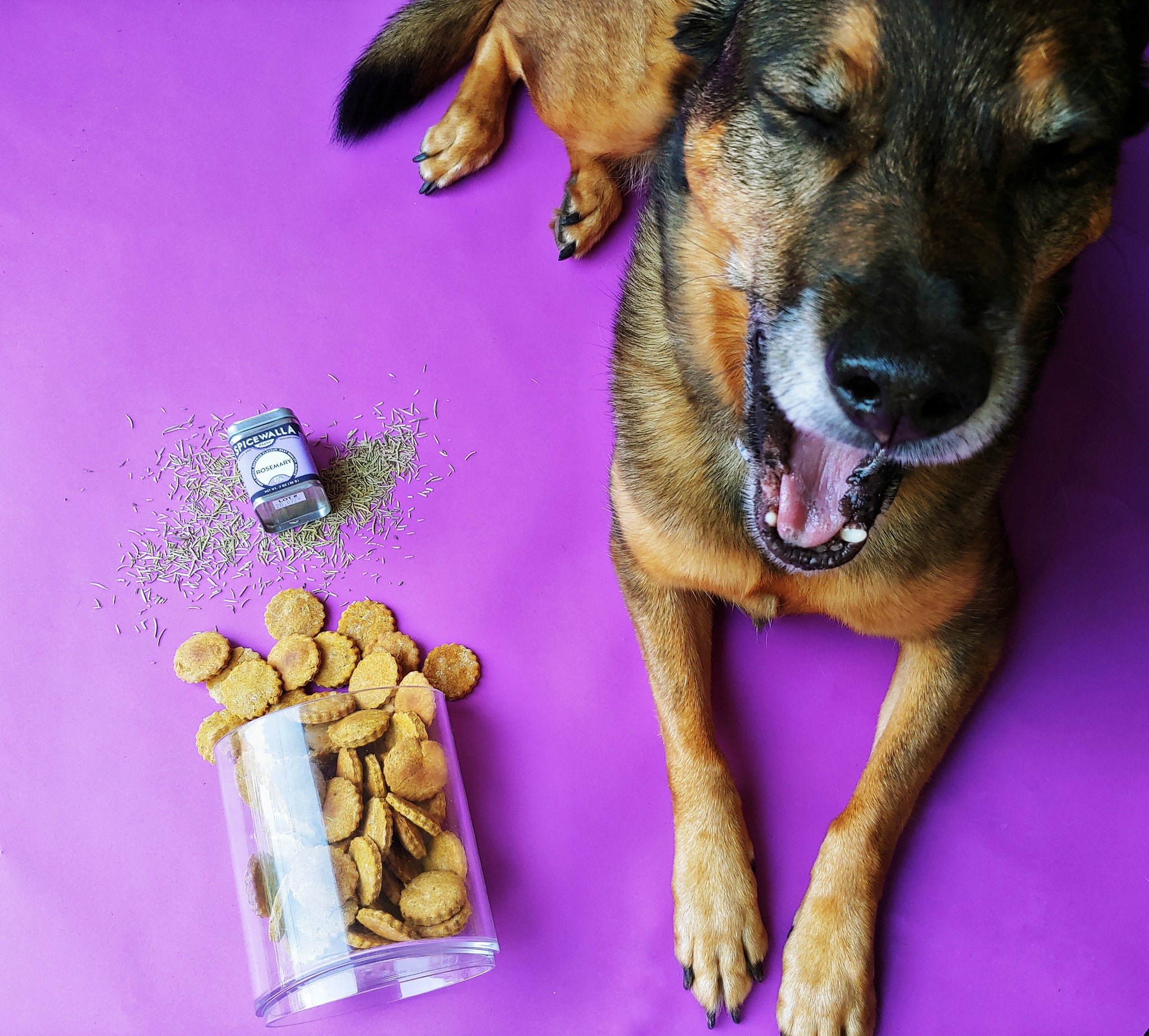 Spice Advice Spices for dogs Spicewalla